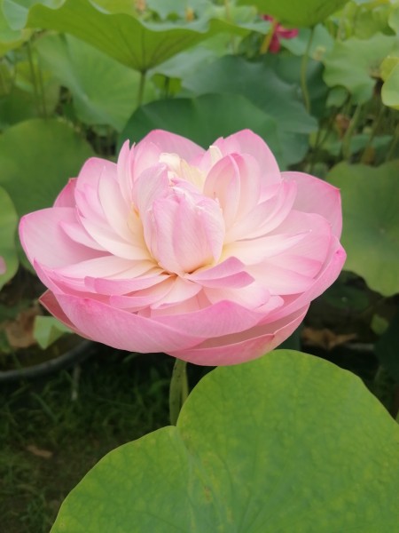 Nelumbo `Prisma` - Lotosblume