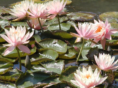 Nymphaea `Patio Joe` - Winterharte Seerose