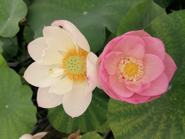 Nelumbo `Langes Leben` - Lotosblume