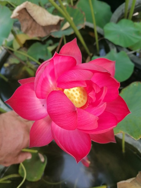 Nelumbo `Red Calendula`