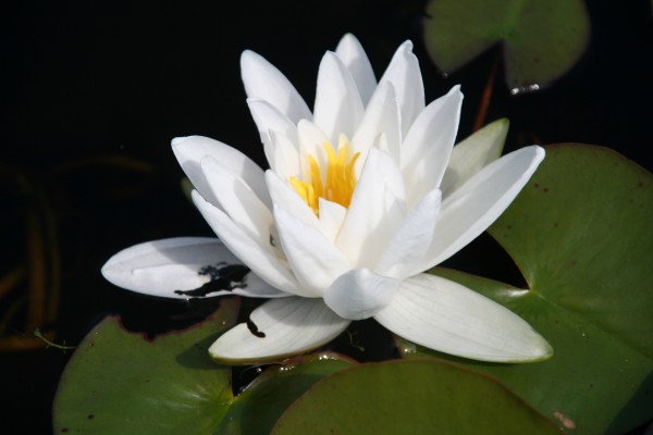 Nymphaea `Mt. Shasta` - Winterharte Seerose