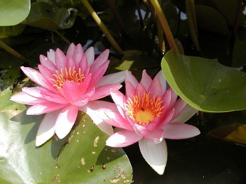 Nymphaea `Gloriosa` - Winterharte Seerose